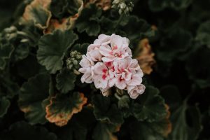 ゼラニウムの花